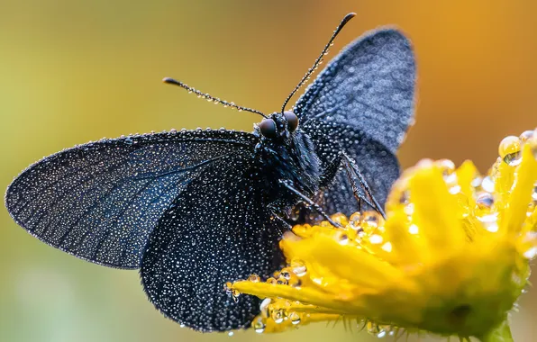 Flower, drops, macro, yellow, Rosa, background, butterfly, black