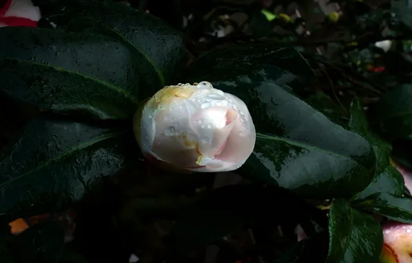 Flower, Bush, Bud, Flowering, Camellia