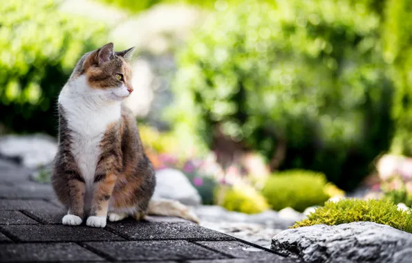 Cat, summer, wool