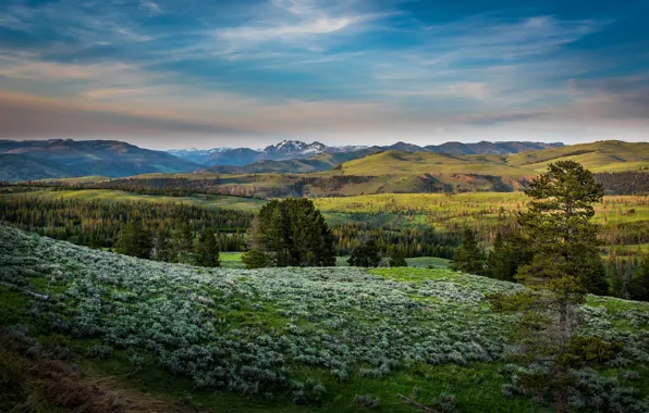 Picture forest, the sky, trees, flowers, mountains, hills, meadow