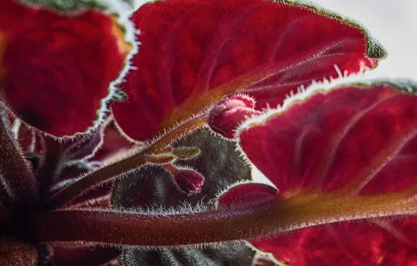 Picture leaves, nature, plant