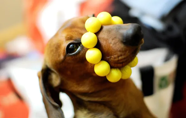 Macro, dog, Dachshund, yellow beads, on the nose