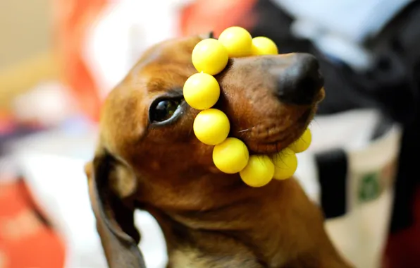 Picture macro, dog, Dachshund, yellow beads, on the nose