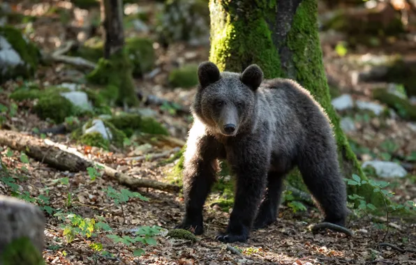 Picture forest, trees, moss, bear, bear, bear, brown