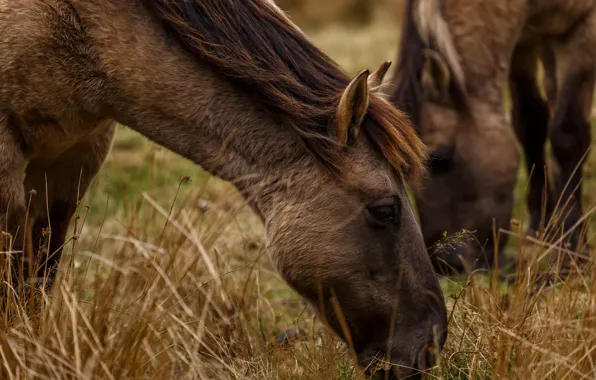 Grass, face, two, horses, horse, pair, pony, brown
