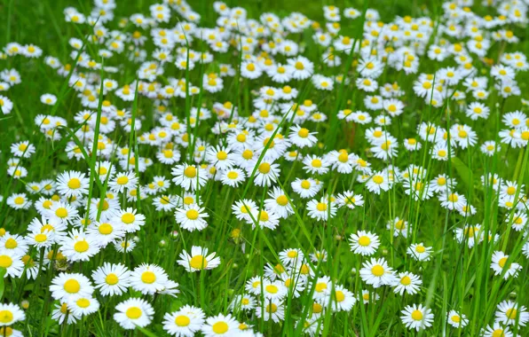 Picture field, flowers, photo, chamomile, a lot