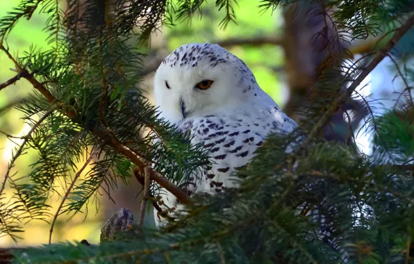 Branches, tree, bird, snowy owl