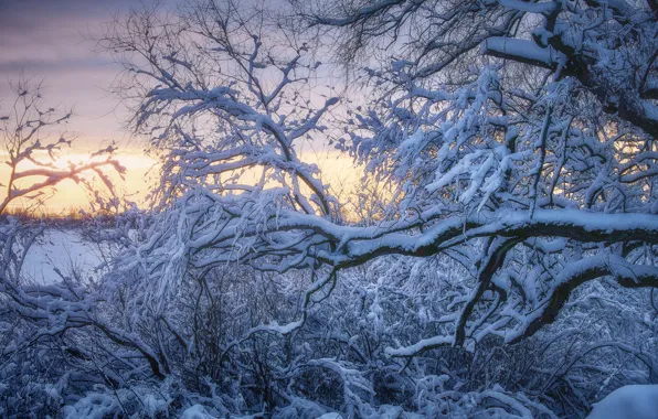 Picture winter, snow, trees, branches, nature