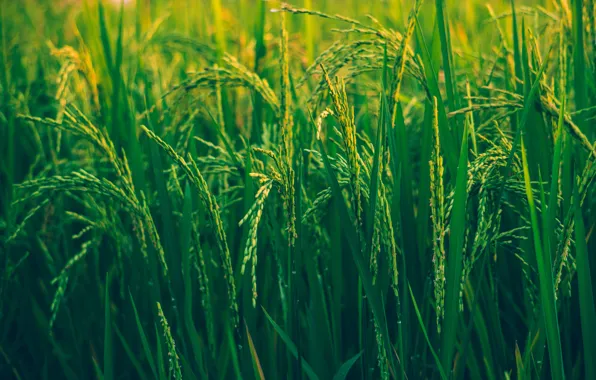 Grass, Green, Figure, Grass, Green, Pasture, Rice, Harvest