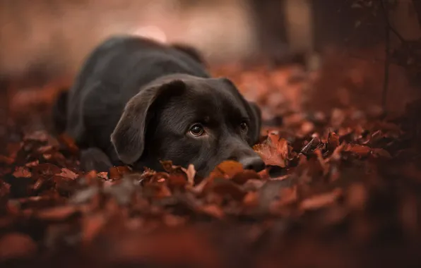 Picture autumn, face, leaves, foliage, dog, bokeh