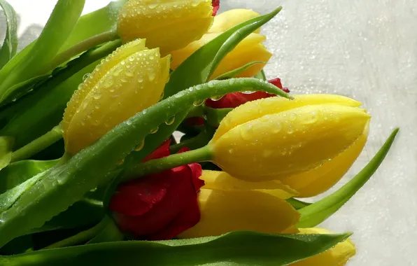 Drops, Flowers, Tulips, buds