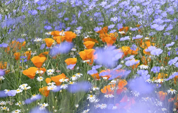 Field, flowers, glade, chamomile, blue, white, orange, bokeh