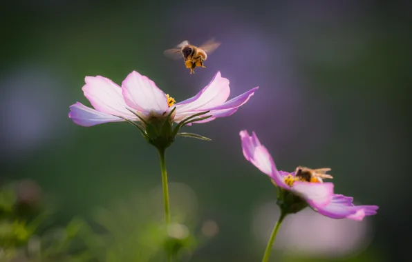 Picture flowers, bokeh, bees