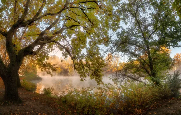 Autumn, trees, landscape, nature, fog, pond, Alexander Plekhanov