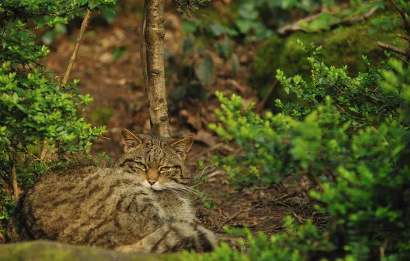 Picture cat, cat, Bush, wild, Scottish