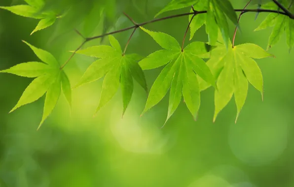 Picture summer, sheet, green, leaves