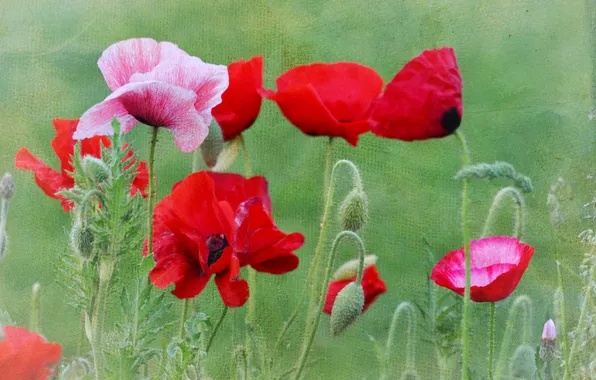 Picture field, Maki, texture, petals, meadow, canvas