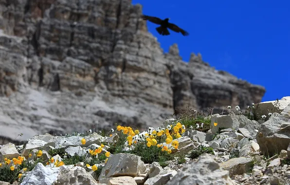 Picture flowers, mountains, stones, rocks, bird, nebo