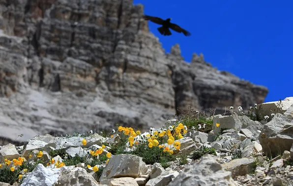 Flowers, mountains, stones, rocks, bird, nebo