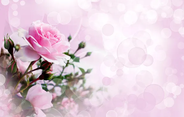 Picture flowers, photo, pink, roses, Bud