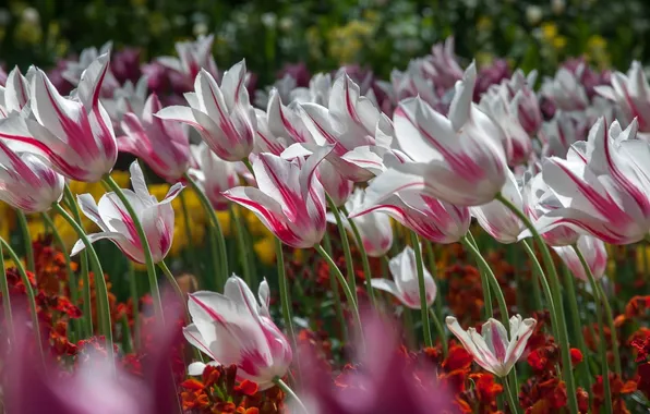 Picture tulips, buds, flowerbed