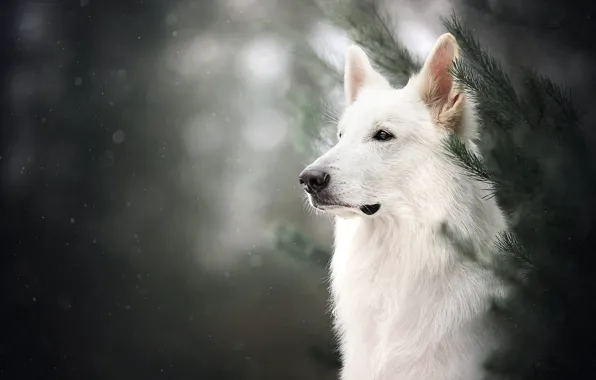 Face, branches, portrait, dog, bokeh, The white Swiss shepherd dog