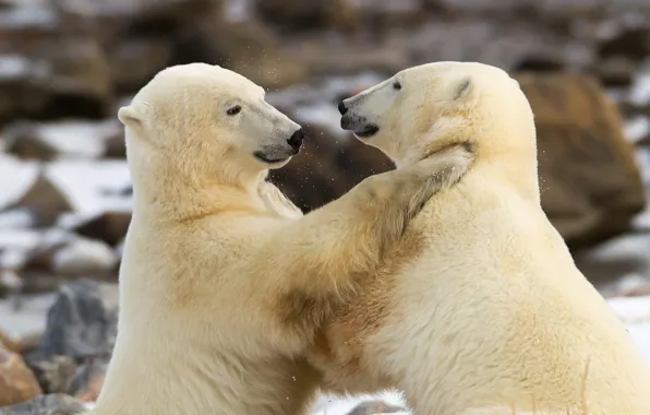 Showdown, Polar bears, two bears, Polar bears