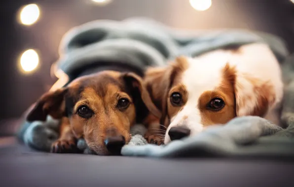 Plaid, a couple, friends, two dogs, faces