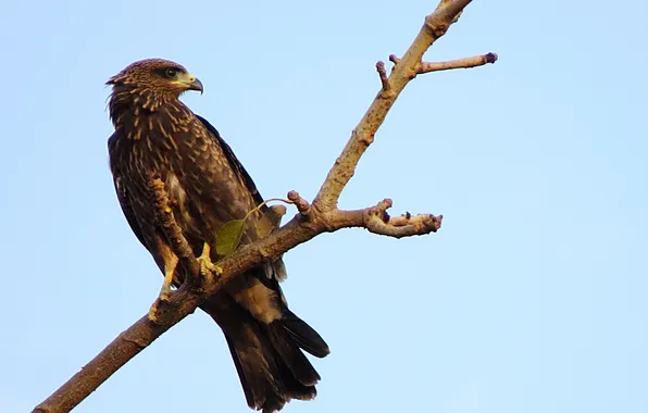 Eagle, falcon, bird Wallpaper