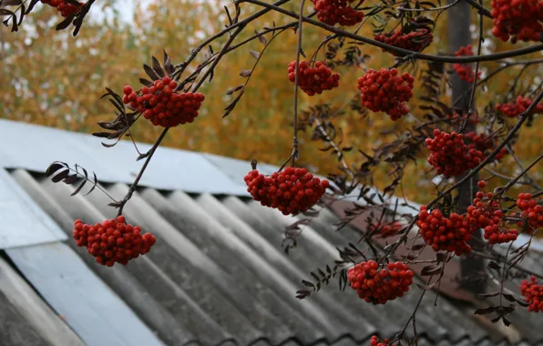 Picture autumn, nature, background, tree, Wallpaper, village, Rowan