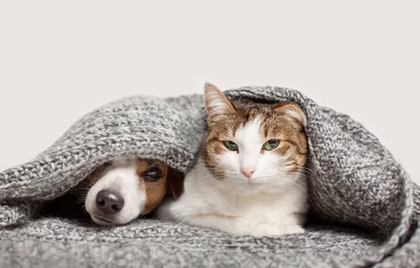 Cat, cat, dog, pair, friends, faces