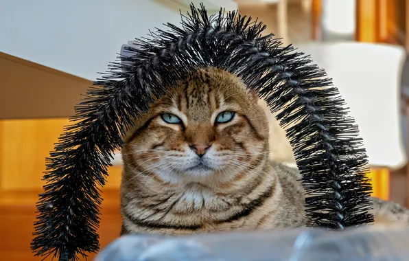 Cat, cat, look, pose, portrait, arch, face, wreath