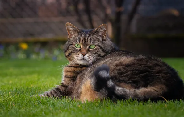 Cat, cat, look, face, grey, portrait, striped, thick