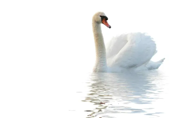 Picture water, white, minimalism, Swan