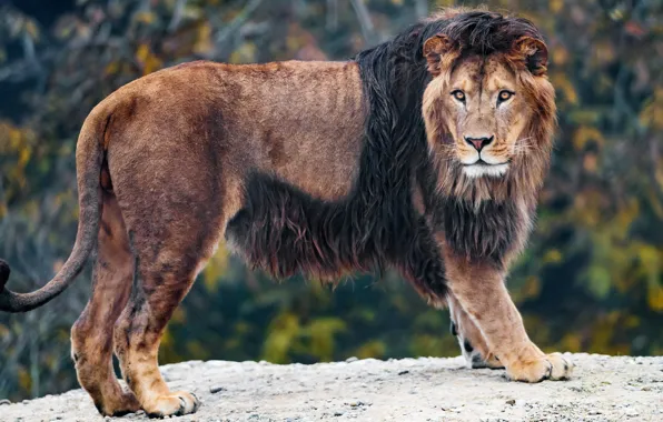 Picture autumn, look, face, pose, background, foliage, Leo, paws