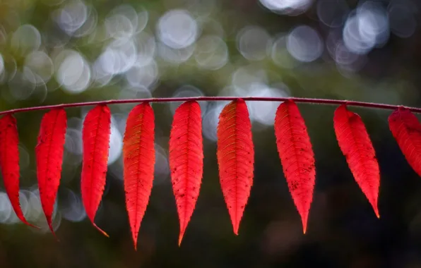 Picture leaves, macro, red, background, widescreen, Wallpaper, blur, leaf
