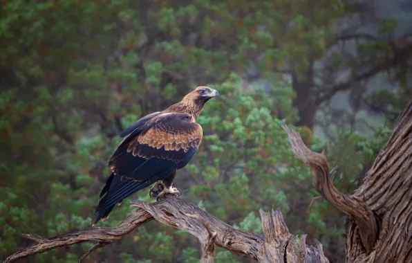 Picture trees, bird, predator, Australia, eagle Chinese