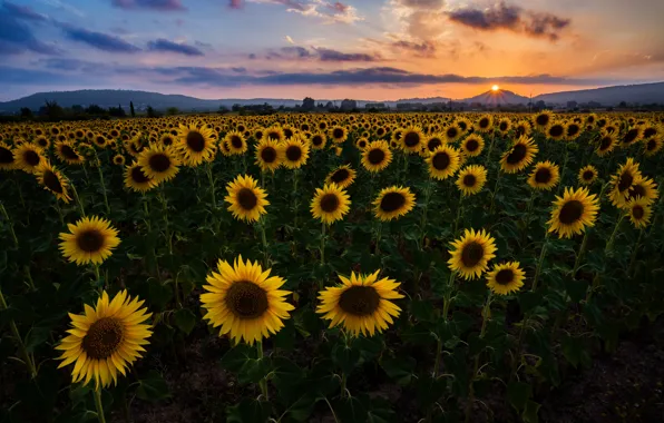 Field, summer, the sun, sunflowers, sunset, the evening, field of sunflowers