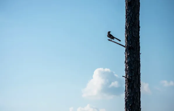 The sky, trees, bird