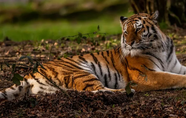 Picture look, leaves, branches, nature, tiger, pose, stay, paws
