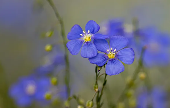 Summer, flowers, blue, Duo, bokeh, len