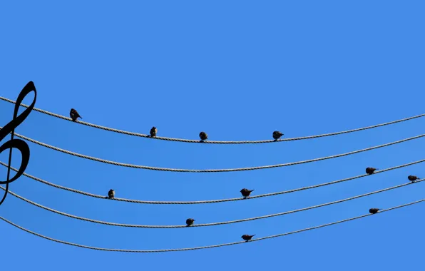 Picture notes, music, wire, Sparrows