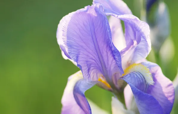 Flowers, nature, plant, petals