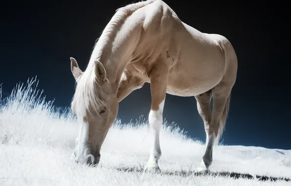 Picture nature, style, background, horse