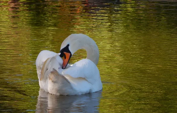 Reflection, ruffle, grace, Swan