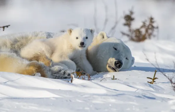 Picture look, snow, bear, bear, Polar bears, Polar bears