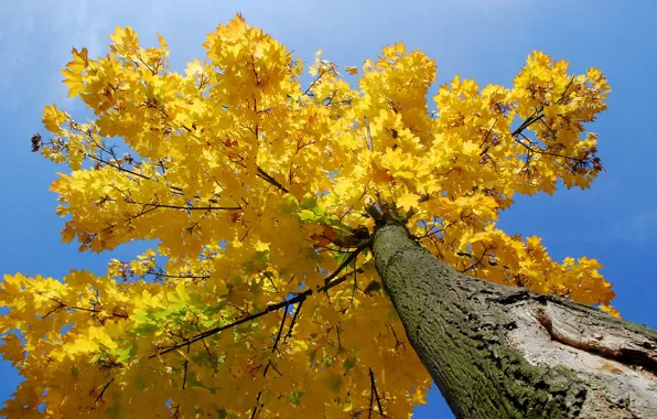 Picture autumn, the sky, leaves, trees, trunk