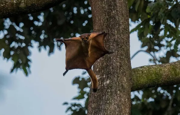 Animal, wildlife, Giant Red-Flying Squirrel, Petaurista Petaurist