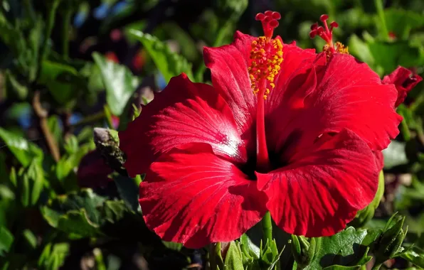 Picture red, petals, hibiscus