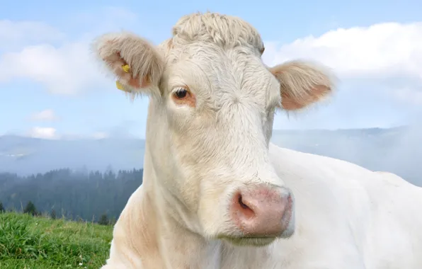 Forest, the sky, look, face, clouds, fog, portrait, cow